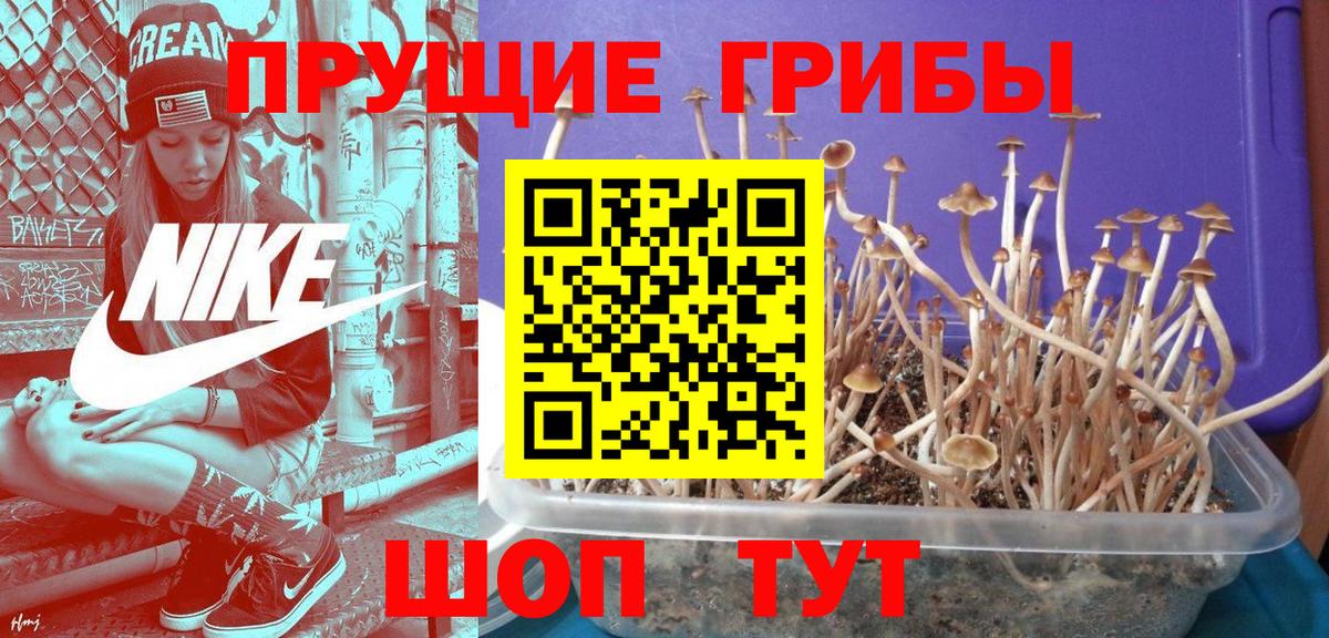Псилоцибиновые грибы мицелий Добрянка